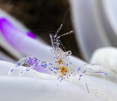 Periclimenes aegylios