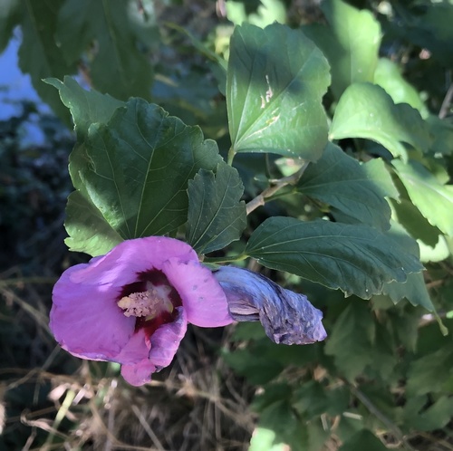 Hibiscus syriacus