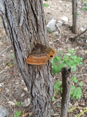 Fomitopsis schrenkii