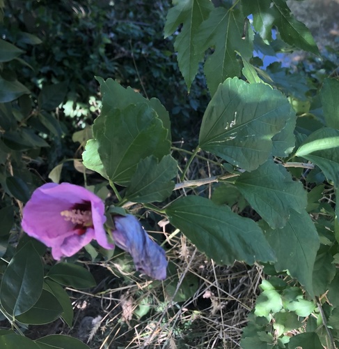 Hibiscus syriacus