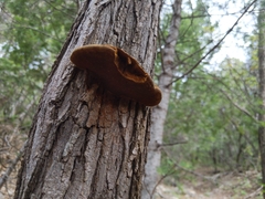 Fomitopsis schrenkii