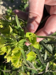 Euphorbia esula