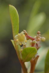 Searsia lucida lucida