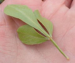 Searsia lucida lucida