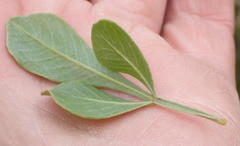 Searsia lucida lucida