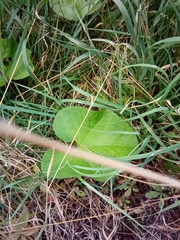 Petasites pyrenaicus