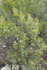 Searsia lucida lucida