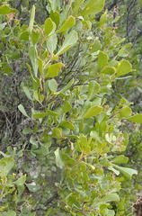 Searsia lucida lucida