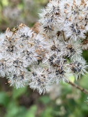 Ageratina altissima
