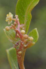 Searsia lucida lucida