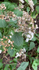 Ageratina altissima