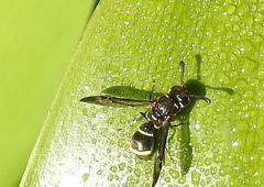 Subancistrocerus