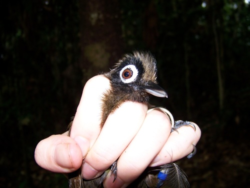 Hairy-crested Antbird (Rhegmatorhina melanosticta), photo 6