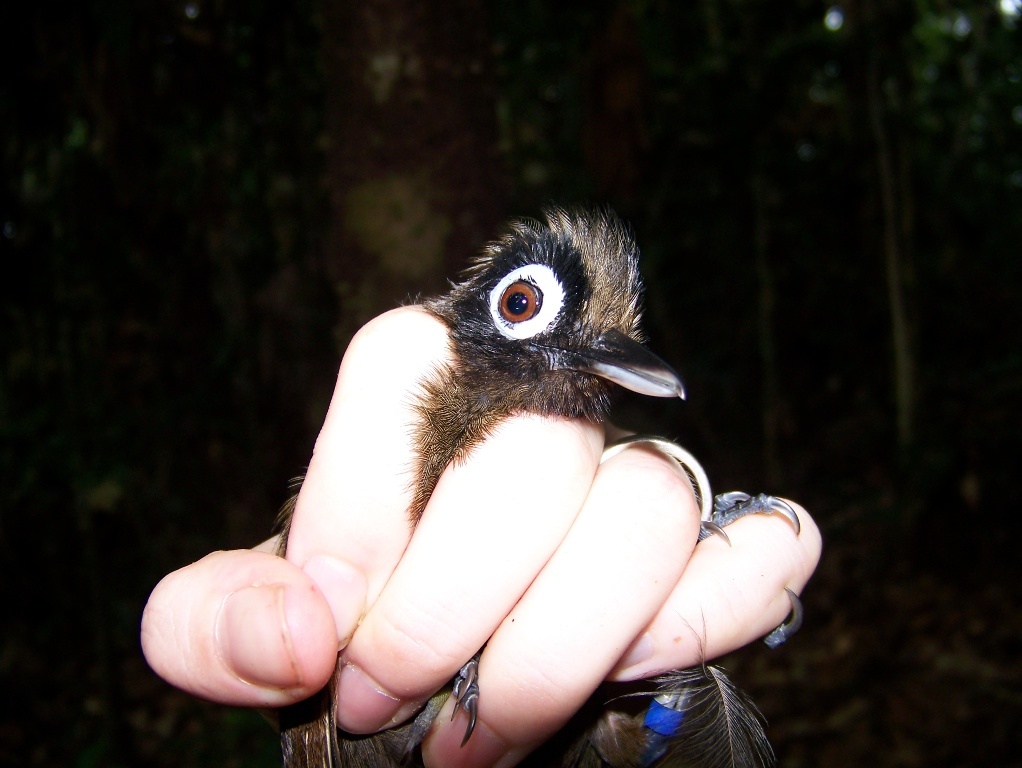 Hairy-crested Antbird (Rhegmatorhina melanosticta), photo 2