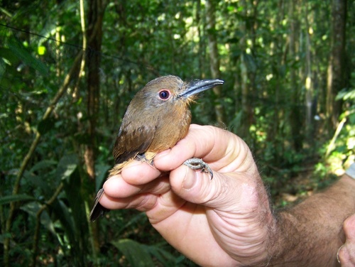 Brown Nunlet (Nonnula brunnea), photo 6