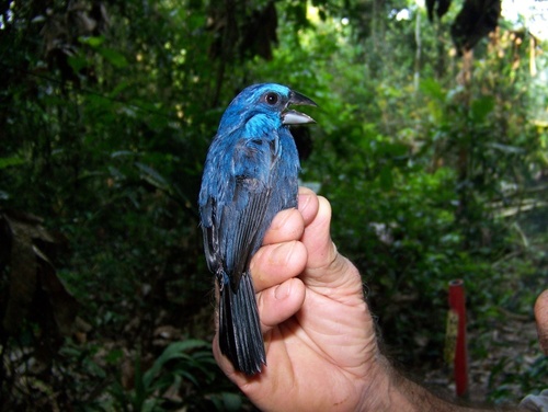 Amazonian Grosbeak (Cyanoloxia rothschildii), photo 3