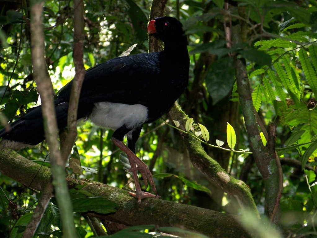 Salvin's Curassow
