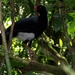 Salvin's Curassow - Photo (c) Abby Darrah, some rights reserved (CC BY), uploaded by Abby Darrah