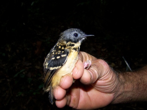 Spot-backed Antbird (Hylophylax naevius), photo 10