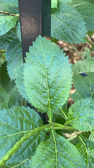 Stachytarpheta cayennensis