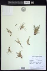 Festuca brachyphylla
