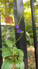 Stachytarpheta cayennensis