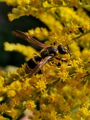 Ancistrocerus gazella