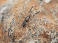 Phrurolithidae