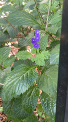 Stachytarpheta cayennensis