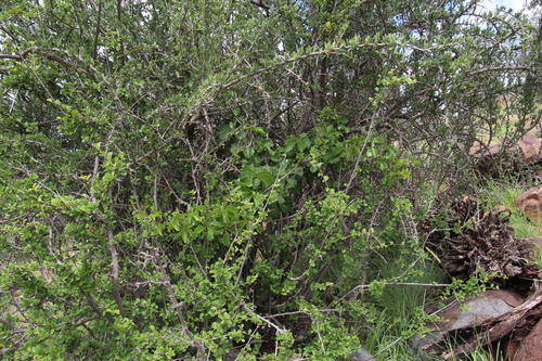 Cyphostemma quinatum