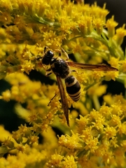 Ancistrocerus gazella