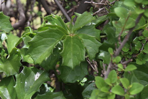 Cyphostemma quinatum