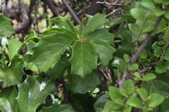 Cyphostemma quinatum