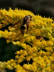 Ancistrocerus gazella