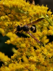 Ancistrocerus gazella