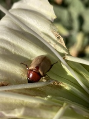 Cyclocephala melanocephala