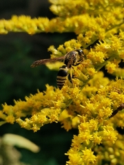 Ancistrocerus gazella