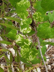 Matelea edwardsensis