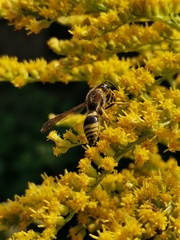 Ancistrocerus gazella