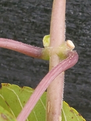 Matelea edwardsensis