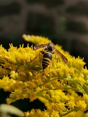 Ancistrocerus gazella