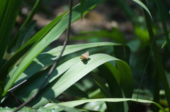 Cissia phronius