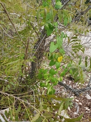 Matelea edwardsensis