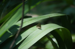Cissia phronius