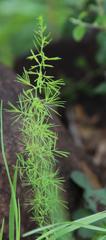 Asparagus suaveolens