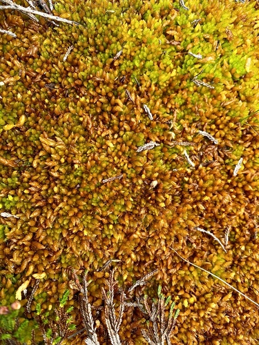 Sphagnum compactum DC.