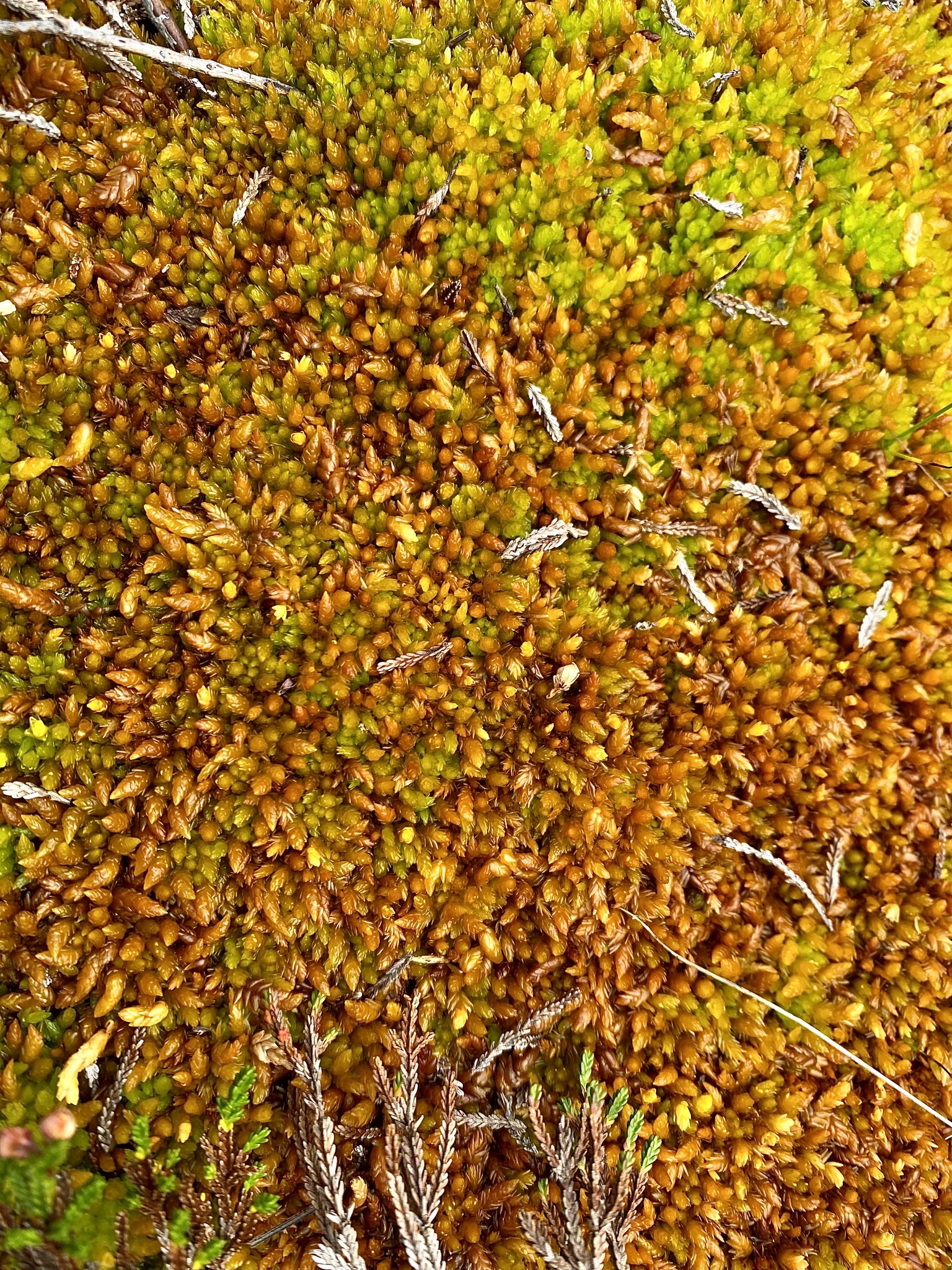 Sphagnum compactum