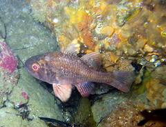 Vincentia conspersa