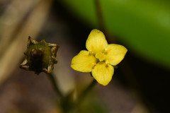 Cicendia quadrangularis