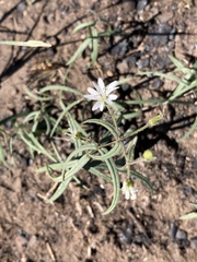 Pseudostellaria